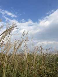 🌾 서울 하늘 아래 바람과 걷는 시간, 하늘공원
