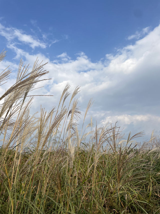 🌾 서울 하늘 아래 바람과 걷는 시간, 하늘공원