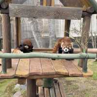 1日中楽しめる‼️レトロ遊園地と動物園
