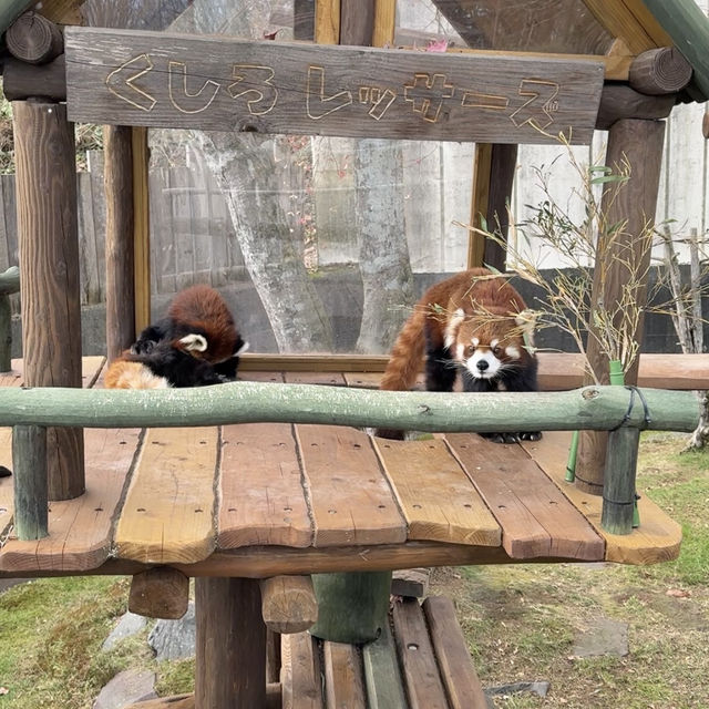 1日中楽しめる‼️レトロ遊園地と動物園