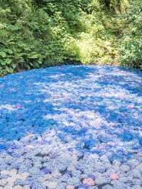 【岩手】この夏行きたい紫陽花映えスポット🩵🩵みちのくあじさい園☘️