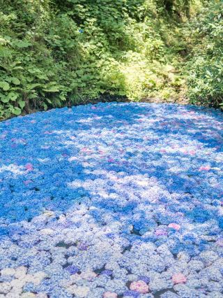 【Iwate】A Must-Visit Hydrangea Spot This Summer 🩵🩵 Michinoku Hydrangea Garden