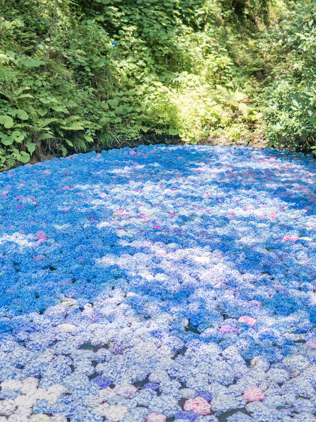 【岩手】この夏行きたい紫陽花映えスポット🩵🩵みちのくあじさい園☘️