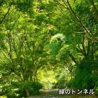 【佐賀】環境芸術の森　新緑一般公開！！森林浴でリフレッシュ💚