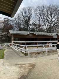 日本親子遊🇯🇵東京近郊，放羊體驗，千本松牧場🐴🐰🐄🐃🐑
