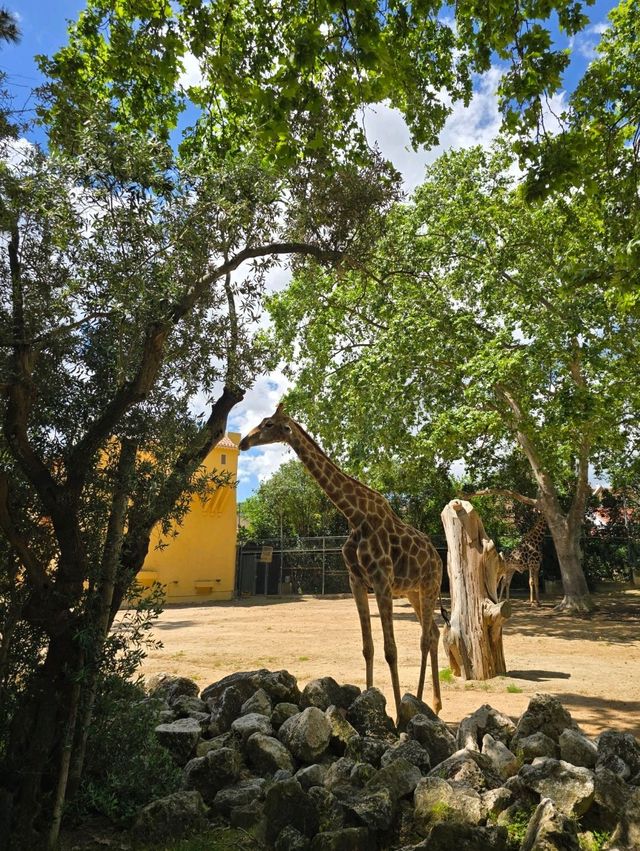 유럽여행 포르투갈 리스본 동물원 Jardim Zoológico