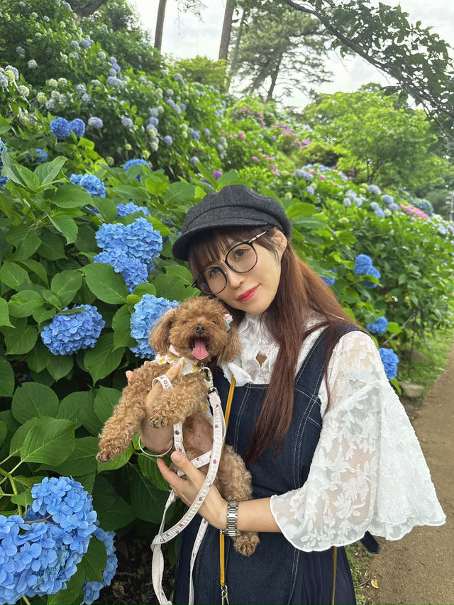【神奈川】ワンちゃんと行ける紫陽花スポット！