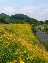 Flower Fields & Chill Walks in Haman’s Bloomy Wonderland