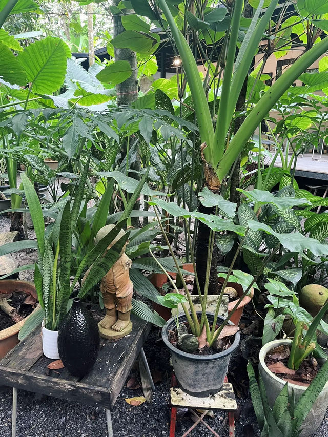 ร้านกาแฟในดงบอนยักษ์🌱