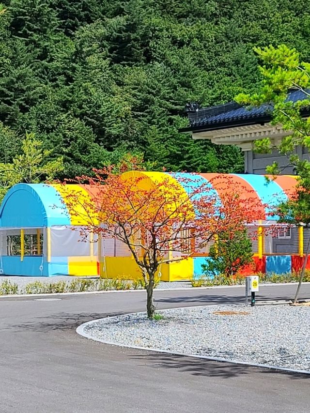 야외수영장이 넘사벽인 🤍태백눈꽃야영장