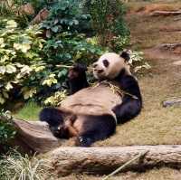香港海洋公園：熊貓經濟 🐼🤣