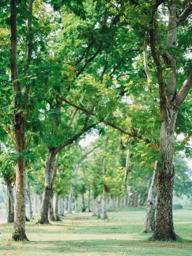 พาเที่ยว สวนวชิรเบญจทัศ