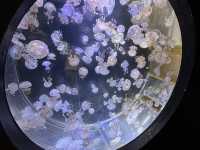 上越市立水族博物館（色調非常漂亮）