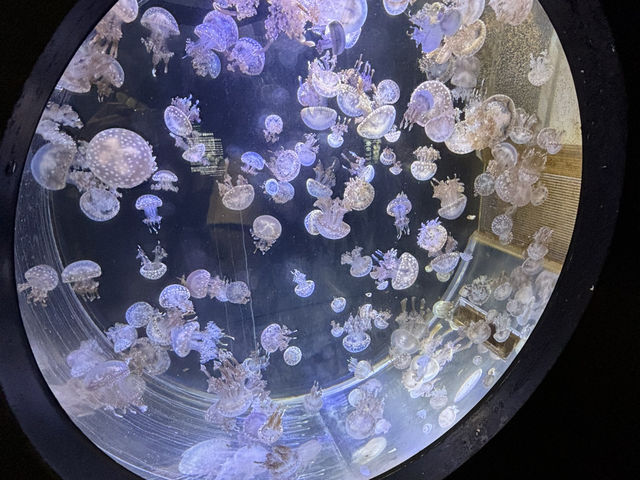 上越市立水族博物館（色調非常漂亮）
