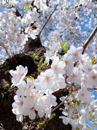 🌸東京櫻花季｜5大絕美賞櫻地全攻略 