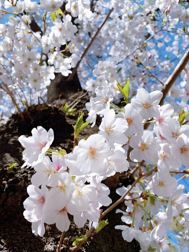 🌸東京櫻花季｜5大絕美賞櫻地全攻略 