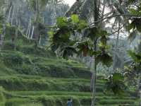 Tegallalang Rice Terraces: Bali's Soul, Beyond the Postcard! 🌴🌾