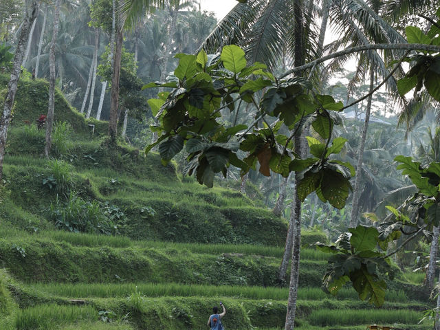Tegallalang Rice Terraces: Bali's Soul, Beyond the Postcard! 🌴🌾