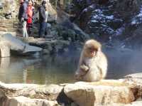 🐒 Jigokudani Yaen-Koen – A Snow Monkey Experience Worth the Hike