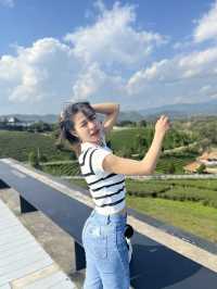 ไร่ชาฉุยฟง  บรรยกาศดีมาก จังหวุดเชียงราย