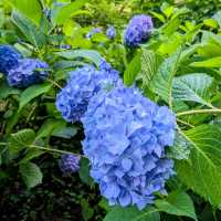 京都 | 京都府立植物園，盛夏的繡球花海