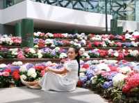 ทุ่งไฮเดรนเยีย ระยอง