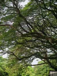 Taman Jepun Ipoh – A Hidden Japanese-Inspired Gem in the City