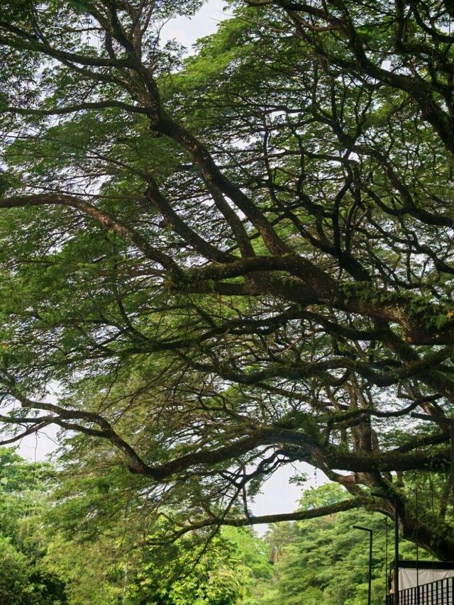 Taman Jepun Ipoh – A Hidden Japanese-Inspired Gem in the City