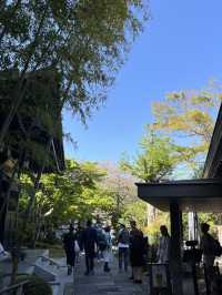 🌸🪷🌊 Hasedera Temple – Where Flowers Meet the Sea in Kamakura