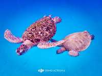 Summer Escape to Redang Marine & Chagar Turtle Sanctuary Park