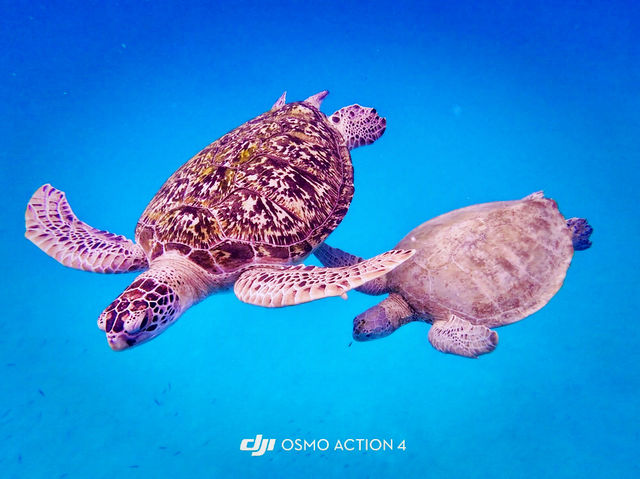 Summer Escape to Redang Marine & Chagar Turtle Sanctuary Park
