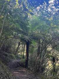 Lane Cove National Park – Sydney