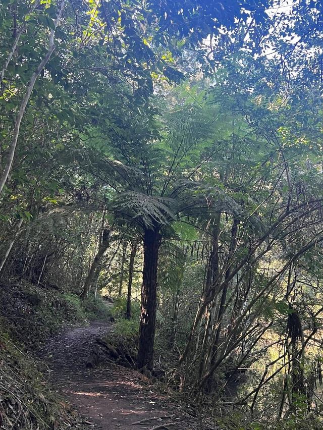 Lane Cove National Park – Sydney
