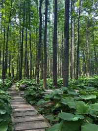Baiyun Mountain 
