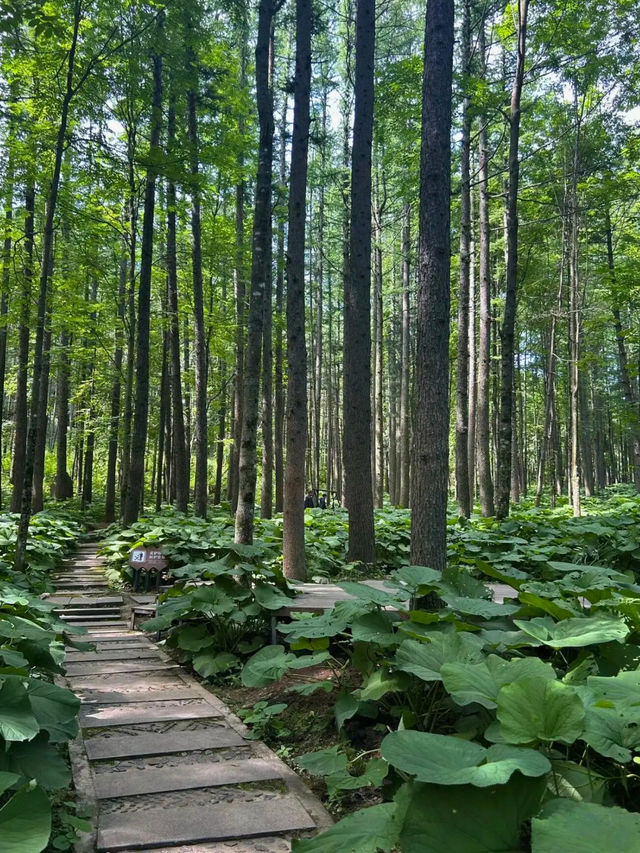 Baiyun Mountain 