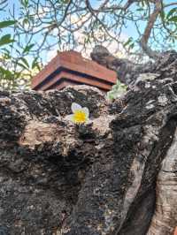 Taman Bhagawan Bali: A Midday Stroll Through Elegance by the Sea