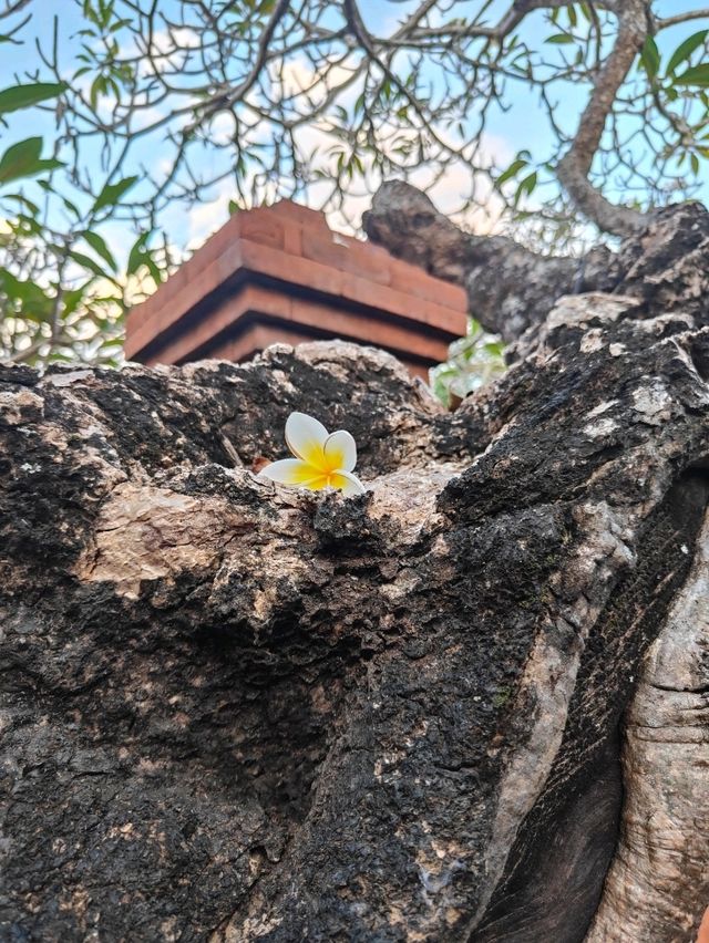 Taman Bhagawan Bali: A Midday Stroll Through Elegance by the Sea