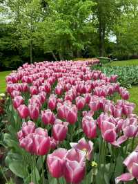 🌷 Keukenhof… เหมือนหลุดเข้าไปอยู่ในเทพนิยายดอกไม้