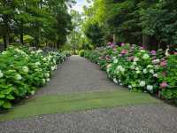 ชมดอกไฮเดรนเยียที่สวยงามของเมืองคะริยะ