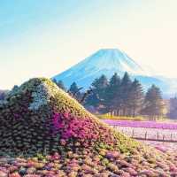 🗻 Escape to Nature: Solo Adventure at Fuji Motosuko Resort! 🌊⛺