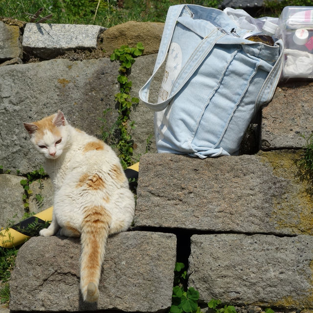 【愛媛】ネコと1日遊べる猫島 【愛媛】ネコと1日遊べる猫島