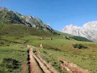 Rolling Hills and Cow Bells at Collado de Pandébano