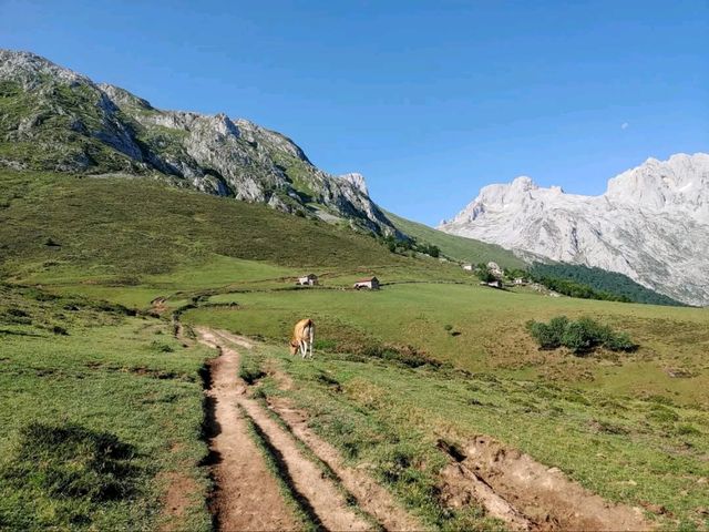 Rolling Hills and Cow Bells at Collado de Pandébano
