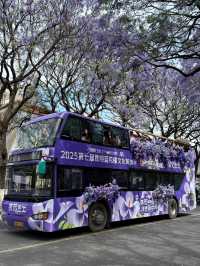 💜 Where to See Purple Flowers in Kunming✨