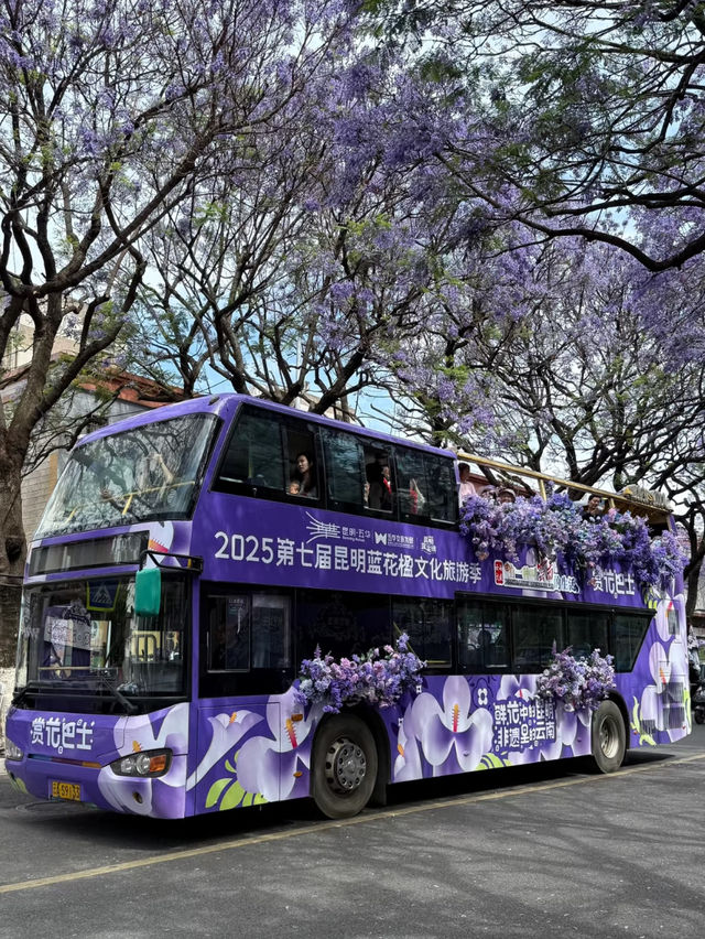 💜 Where to See Purple Flowers in Kunming✨