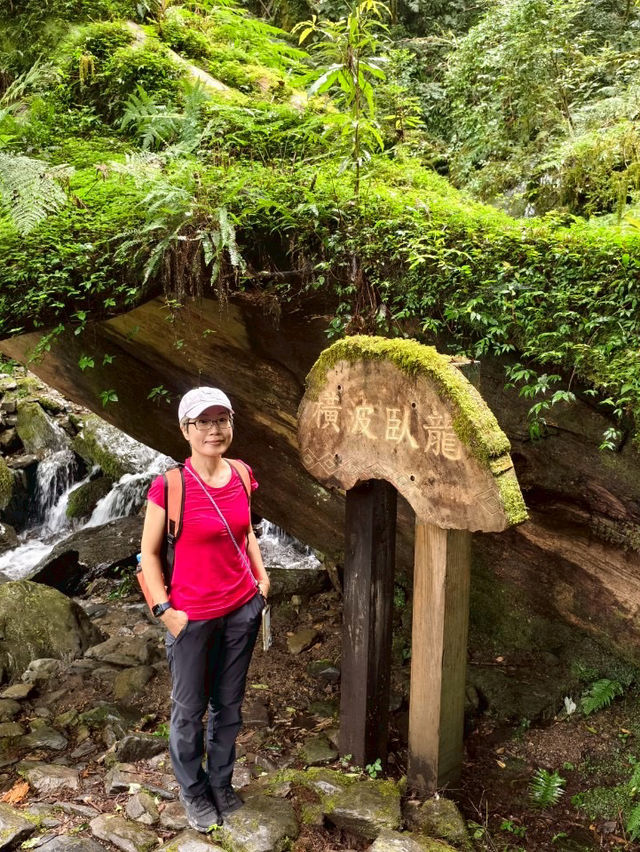 台灣桃園｜拉拉山森林遊樂區～神木步道・心靈散步日記