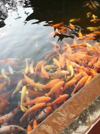 🌳 People’s Park Chengdu: A Historic Heartbeat of Sichuan