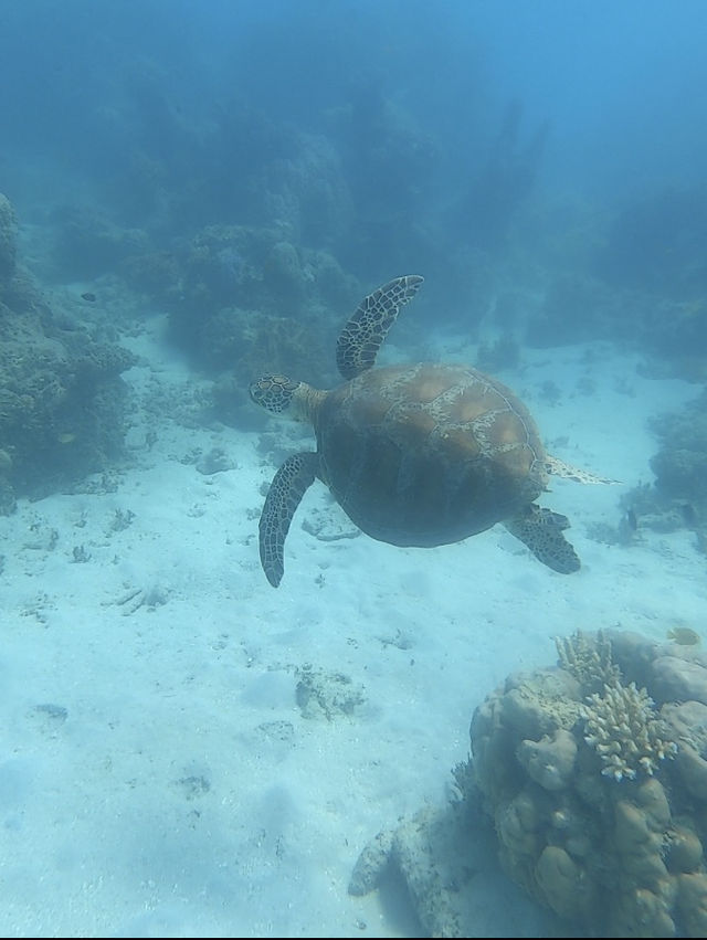 ケアンズ🇦🇺 グリーン島🏝️ ケアンズ🇦🇺 グリーン島🏝️