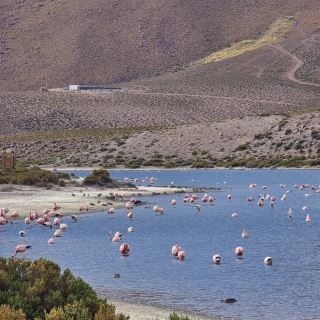 Laguna Flamingos – A Sanctuary of Pink in Chile’s Atacama Desert