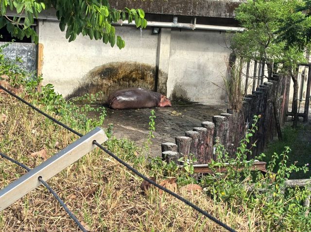台北親子游必看動物園攻略✨台中市動物園